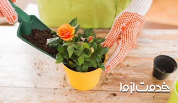 تاثیر کود دهی در سوختن نوک برگ گیاهان آپارتمانی 